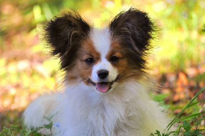 Étalon Epagneul nain Continental (Papillon) - Occitania Furry Tails Verity