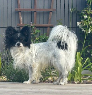 Étalon Epagneul nain Continental (Papillon) - U'doudou Du Domaine De Beryl