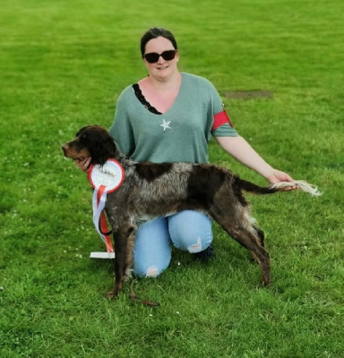 Étalon Epagneul picard - Utah du pré de l'abbaye
