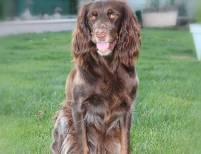 Étalon Epagneul picard - Isis Des Vignes Du Preux
