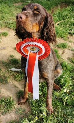 Étalon Epagneul picard - Ria du pré de l'abbaye