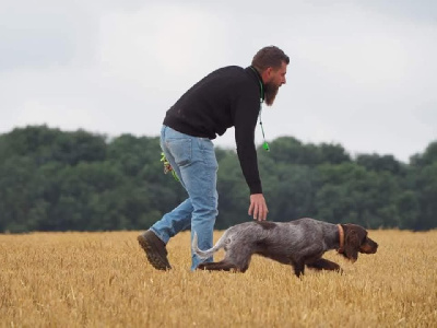 Étalon Epagneul picard - Pépite De La Forge Des Evoissons