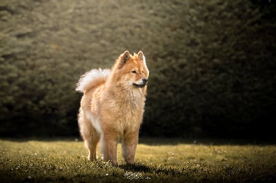 Étalon Eurasier - Reine fidelia Des Délices De Beltaine