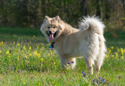 Étalon Eurasier - Verthandi Des Délices De Beltaine