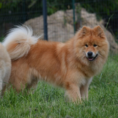 Étalon Eurasier - Skoll xigjja Des Délices De Beltaine