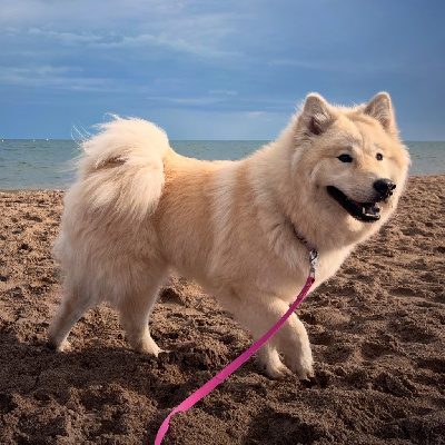 Étalon Eurasier - Urban's ice cream De l'Alanjaylin