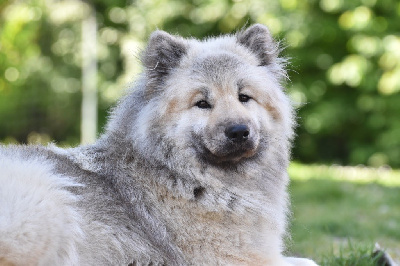 Étalon Eurasier - Hedda guess eurazianeuphoria