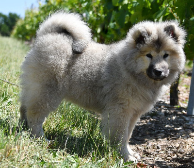 Étalon Eurasier - Ad vitam des Legendes de Retz