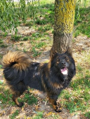 Étalon Eurasier - Vadodo des terres sheyenne