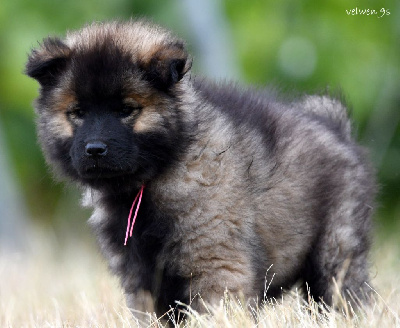 Étalon Eurasier - Velwen des Legendes de Retz