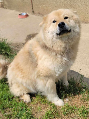 Étalon Eurasier - Pergolette Des Loups De Niflheim