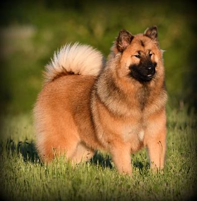 Étalon Eurasier - Ukkelele des Legendes de Retz