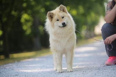Étalon Eurasier - Tokyo ob'isaac Du Royaume D'ebène