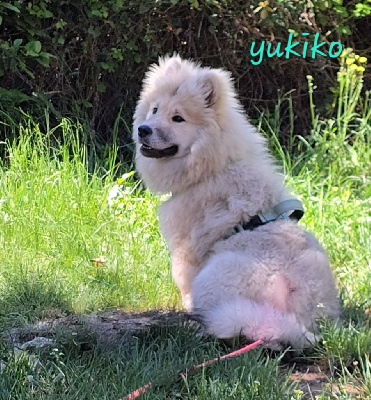 Étalon Eurasier - Kassouloa Very delicious yukiko