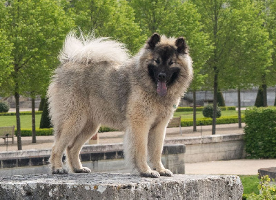 Étalon Eurasier - CH. Huginn av nixenspitze