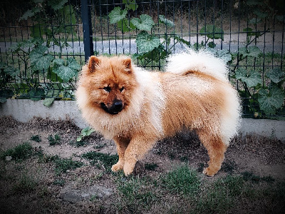 Étalon Eurasier - Talk to god de la rivière des Aulnes