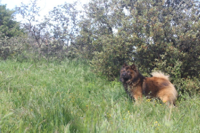 Étalon Eurasier - CH. Teva Du Mont Victoire