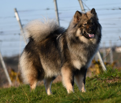 Étalon Eurasier - Virgin des Legendes de Retz