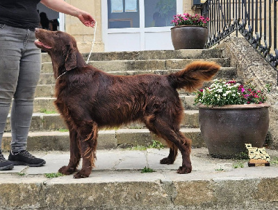 Étalon Flat Coated Retriever - CH. diamante blu Bowtruckle