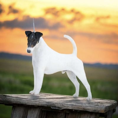 Étalon Fox Terrier Poil lisse - CH. Okay du Manoir Saint Adrien