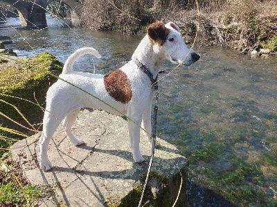 Étalon Fox Terrier Poil lisse - CH. Unau Du Vallon De La Sous Folie