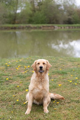 Étalon Golden Retriever - Sybelle (Sans Affixe)