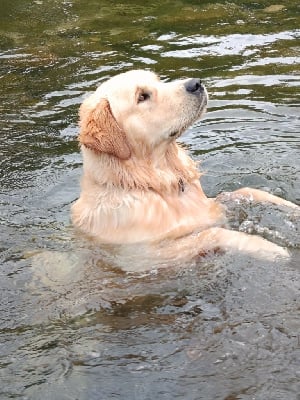 Étalon Golden Retriever - CH. Vulckhann Des Ti'jumps