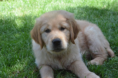 Étalon Golden Retriever - Feelgood Lazaryzou All is one almasi a kito