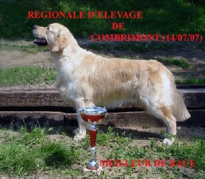 Étalon Golden Retriever - TR. CH. Top gun de ria vela