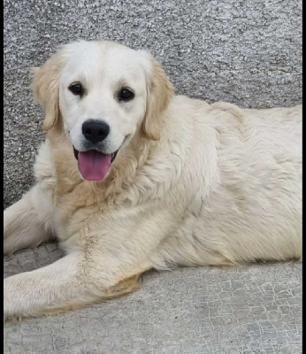 Étalon Golden Retriever - Saba (Sans Affixe)