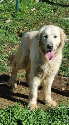 Étalon Golden Retriever - Swing Des Collines De Vaumagnaude