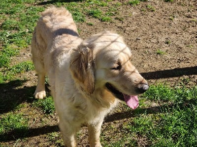 Étalon Golden Retriever - Tess Des Collines De Vaumagnaude