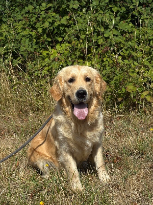 Étalon Golden Retriever - Una-smamallow de la Gabrière