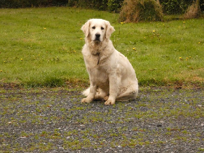 Étalon Golden Retriever - Uka of three love angel