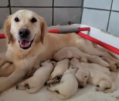 Étalon Golden Retriever - Tia Des marais de courmont