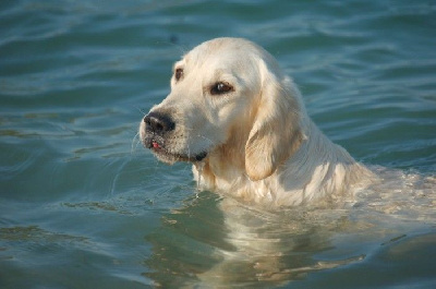 Étalon Golden Retriever - TR. Feelgood Lazaryzou Della scalla angel