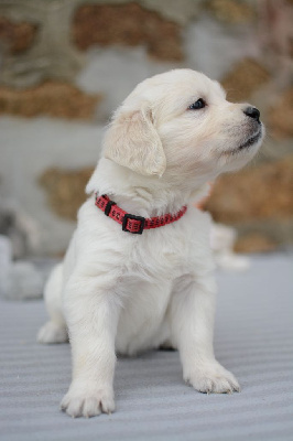 Étalon Golden Retriever - Aria De Novely