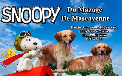 Étalon Golden Retriever - Snoopy Du mazage de mascayenne