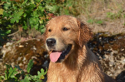 Étalon Golden Retriever - Gold chorus Vivir mi vida voy a reir