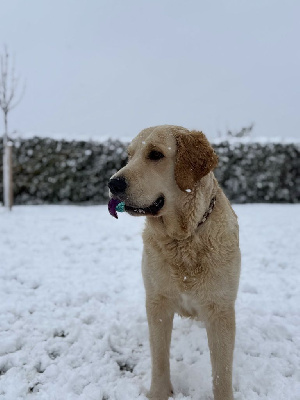 Étalon Golden Retriever - Uriane (Sans Affixe)