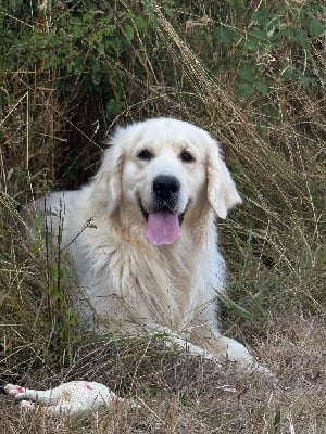 Étalon Golden Retriever - Teaumata Du Domaine Charlésien