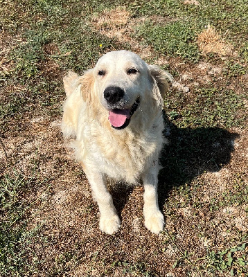 Étalon Golden Retriever - Ruby de la Vallée de la Garde