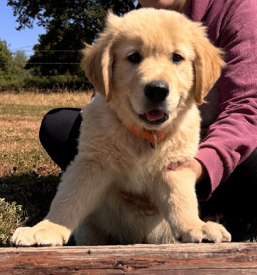 Étalon Golden Retriever - Akuna matata Des Puppys Goldens Love