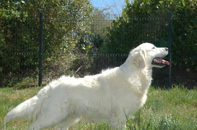 Étalon Golden Retriever - Ubert de la vallée d'helios