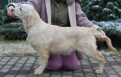 Étalon Golden Retriever - New space laster gold