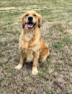 Étalon Golden Retriever - Unchained melody Angels of Tara