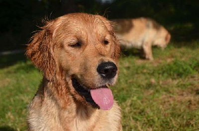 Étalon Golden Retriever - TR. CH. Feelgood Lazaryzou Lux mintika