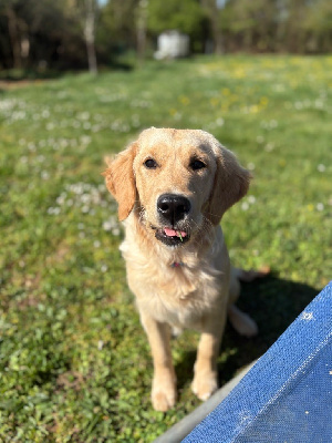 Étalon Golden Retriever - V'hope de la Gabrière
