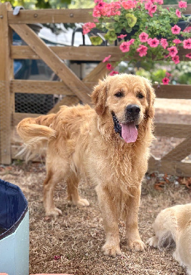 Étalon Golden Retriever - Raîhiti elixire d'aydoilles