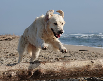 Étalon Golden Retriever - Lovely Smile Golden Tales by moonlight